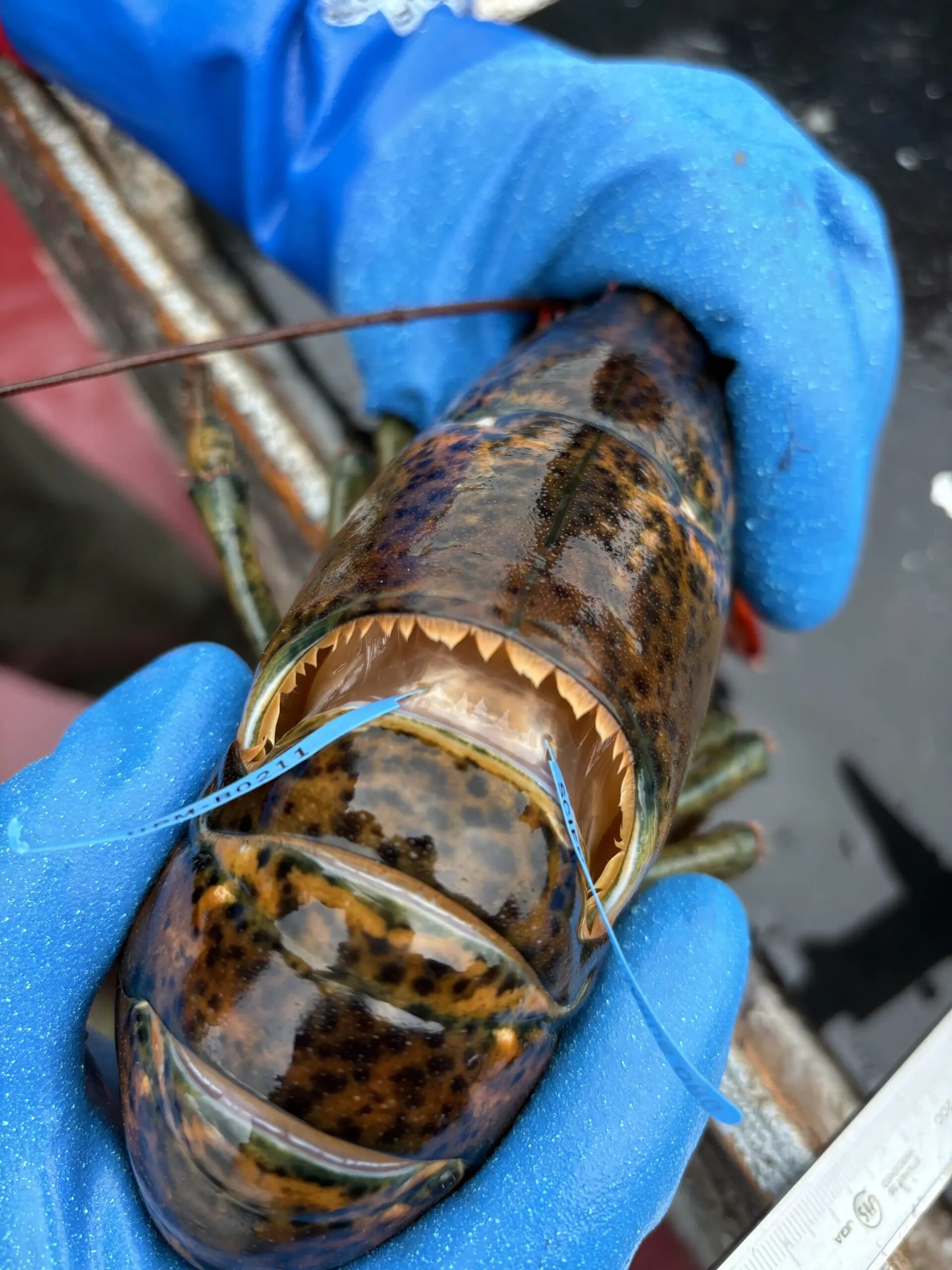 Gros plan d’un homard marqué d’une étiquette bleue